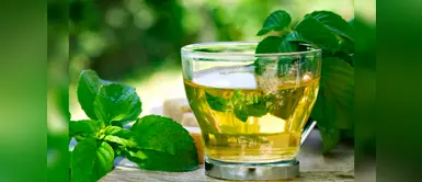 Boldo: planta medicinal que combate la gastritis Boldo: planta medicinal que combate la gastritis