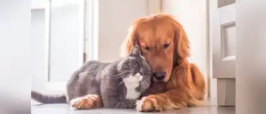 Hermosos nombres para mascotas inspirados en el mar Hermosos nombres para mascotas inspirados en el mar