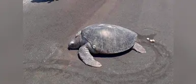 Tortuga en peligro de extinción puso huevos en cemento Tortuga en peligro de extinción puso huevos en cemento