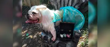 Ingeniosos nombres para mascotas inspirados en Game Of Thrones Ingeniosos nombres para mascotas inspirados en Game Of Thrones