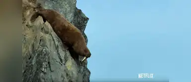 Revelan desgarrador momento del suicidio de morsas a un acantilado Revelan desgarrador momento del suicidio de morsas a un acantilado