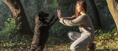 ¡Hazlo tú misma! Recicla tus botellas y construye una casa para tu mascota ¡Hazlo tú misma! Recicla tus botellas y construye una casa para tu mascota