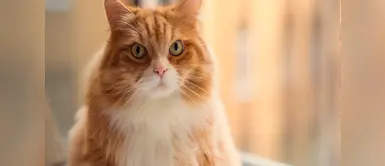 ¿Qué puedo hacer si mi gato empieza a engordar? ¿Qué puedo hacer si mi gato empieza a engordar?