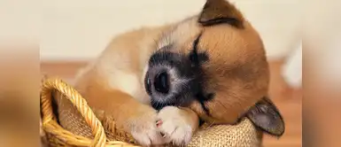 ¿Qué sueñan los perros cuando duermen? ¿Qué sueñan los perros cuando duermen?