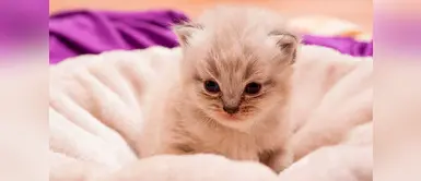 ¡Ternuritas! 15 fotos para morir de amor con gatos bebés ¡Ternuritas! 15 fotos para morir de amor con gatos bebés