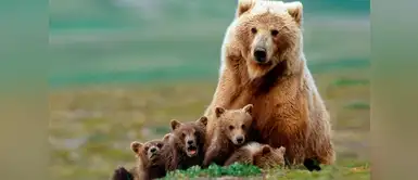 Santuario brinda hogar a dos osos bebés perdidos y separados de su madre Santuario brinda hogar a dos osos bebés perdidos y separados de su madre