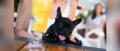¡Dog friendly! Conoce 8 restaurantes amigables para tus mascotas ¡Dog friendly! Conoce 8 restaurantes amigables para tus mascotas
