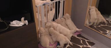 Youtube: Mira cómo esta madre perruna enseña a sus cachorros a ser pacientes Youtube: Mira cómo esta madre perruna enseña a sus cachorros a ser pacientes