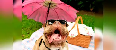 ¿Cómo realizar un picnic para tu engreído de cuatro patas? Sigue estos tips ¿Cómo realizar un picnic para tu engreído de cuatro patas? Sigue estos tips