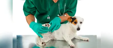 Displasia de cadera canina: síntomas, tratamiento y todo lo que necesitas saber Displasia de cadera canina: síntomas, tratamiento y todo lo que necesitas saber