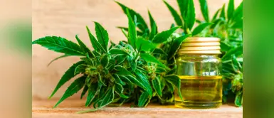 Desinformación perjudica el uso del cannabis medicinal Desinformación perjudica el uso del cannabis medicinal