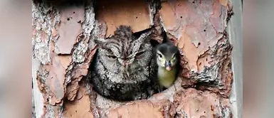 Búho adoptó a un patito abandonado Búho adoptó a un patito abandonado