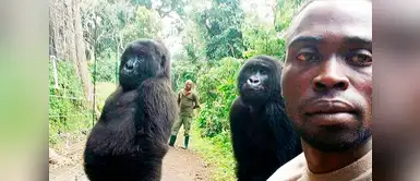 Selfie de Gorilas conmueve a todo el mundo Selfie de Gorilas conmueve a todo el mundo