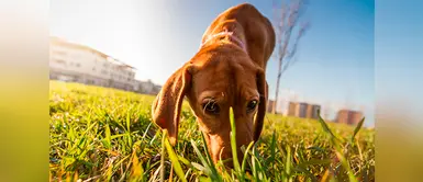 Revelan de qué manera los perros pueden encontrar el camino de regreso a casa Revelan de qué manera los perros pueden encontrar el camino de regreso a casa