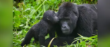 Buena noticia para gorilas de montaña en situación de extinción Buena noticia para gorilas de montaña en situación de extinción