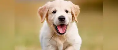 Cinco increíbles cosas que hacen los perros y quizá no sabíamos Cinco increíbles cosas que hacen los perros y quizá no sabíamos