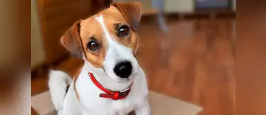 Familia pone en venta a su perro porque “renovaron los sillones” Familia pone en venta a su perro porque “renovaron los sillones”