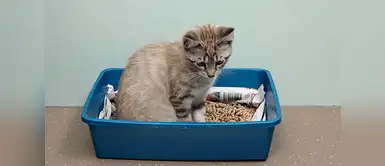 5 sencillos pasos para que tu gato viva feliz con su caja de arena 5 sencillos pasos para que tu gato viva feliz con su caja de arena