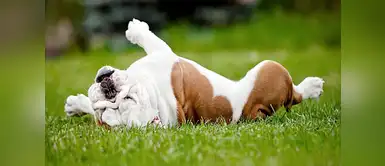 ¿Tu perro se revuelca después del baño? Descubre porqué ¿Tu perro se revuelca después del baño? Descubre porqué