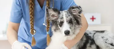 ¿Sabías que tus mascotas pueden trasmitirte enfermedades? Conoce cuáles son ¿Sabías que tus mascotas pueden trasmitirte enfermedades? Conoce cuáles son