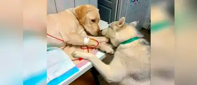 Perrito entrenado para ‘consolar’ a pacientes se convierte en ‘influencer’ Perrito entrenado para ‘consolar’ a pacientes se convierte en ‘influencer’