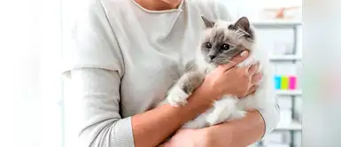 Empresa contrata personas solo para abrazar gatos ¡Las 24 horas del día! Empresa contrata personas solo para abrazar gatos ¡Las 24 horas del día!