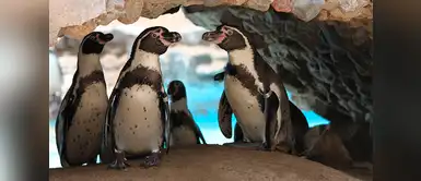 Pingüinos de Humboldt celebraron hoy su día en el Parque de las Leyendas Pingüinos de Humboldt celebraron hoy su día en el Parque de las Leyendas