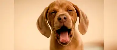 10 maneras de identificar si tu perro está manejando tu vida 10 maneras de identificar si tu perro está manejando tu vida