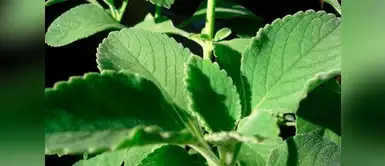 Boldo: conoce los beneficios que brinda esta planta medicinal Boldo: conoce los beneficios que brinda esta planta medicinal