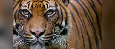 El 60 % de los animales ha desaparecido en los últimos 40 años El 60 % de los animales ha desaparecido en los últimos 40 años