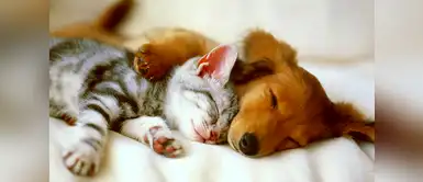 ¿Sabías que las mascotas tienen una labor espiritual en nuestra vida? ¿Sabías que las mascotas tienen una labor espiritual en nuestra vida?