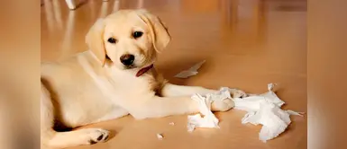 9 tips para mejorar el comportamiento de tu perro 9 tips para mejorar el comportamiento de tu perro