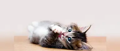 ¿Es posible educar a un gatito? Con estos consejos lo lograrás ¿Es posible educar a un gatito? Con estos consejos lo lograrás