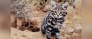 ¿Por qué Australia desea eliminar dos millones de gatos? ¿Por qué Australia desea eliminar dos millones de gatos?