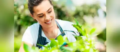 ¡Green living! 5 insecticidas naturales y caseros para cuidar tus plantas ¡Green living! 5 insecticidas naturales y caseros para cuidar tus plantas