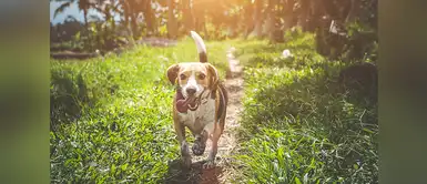 Las personas que cuidan a un perro tienen un tesoro en sus hogares Las personas que cuidan a un perro tienen un tesoro en sus hogares