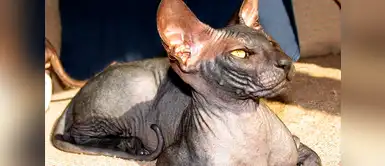 ¿Te gustan los gatos? Estos son los 9 más caros del mundo ¿Te gustan los gatos? Estos son los 9 más caros del mundo