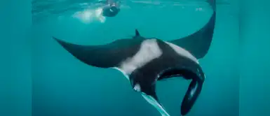 Defensoría del Pueblo quiere proteger especies marinas con Reserva Nacional Defensoría del Pueblo quiere proteger especies marinas con Reserva Nacional