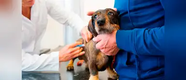 ¡Antivacunas de mascotas! Dejar de vacunar a perros es tendencia en Europa ¡Antivacunas de mascotas! Dejar de vacunar a perros es tendencia en Europa
