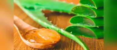 Conoce los beneficios que brinda la sábila a la salud Conoce los beneficios que brinda la sábila a la salud