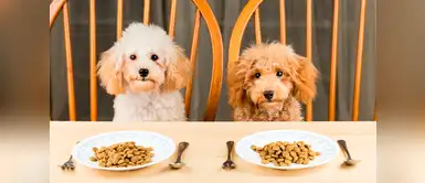 6 puntos clave para alimentar a un cachorro y que no debes ignorar 6 puntos clave para alimentar a un cachorro y que no debes ignorar