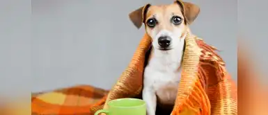 5 consejos para cuidar a nuestras mascotas en invierno 5 consejos para cuidar a nuestras mascotas en invierno