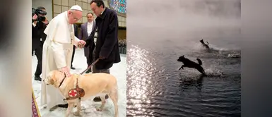 ¿A dónde van los perros cuando mueren? Según el papa Francisco ¿A dónde van los perros cuando mueren? Según el papa Francisco