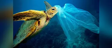 La civilización está acelerando la extinción a un ritmo sin precedentes La civilización está acelerando la extinción a un ritmo sin precedentes