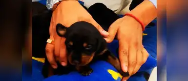 Conoce a los nuevos fuertes refuerzos de la brigada canina en Surco Conoce a los nuevos fuertes refuerzos de la brigada canina en Surco