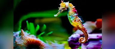 Caballitos de mar son protegidos por científicos de Brasil y Perú Caballitos de mar son protegidos por científicos de Brasil y Perú