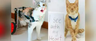 Conoce a los gatos que se aferran a la vida y enternecen al mundo Conoce a los gatos que se aferran a la vida y enternecen al mundo