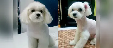 Cirugía estética en los perros es tendencia en Corea del Sur Cirugía estética en los perros es tendencia en Corea del Sur