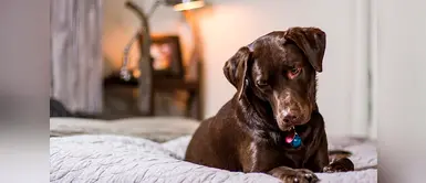 ¿Qué debería hacer si mi mascota pasa por un embarazo psicológico? ¿Qué debería hacer si mi mascota pasa por un embarazo psicológico?