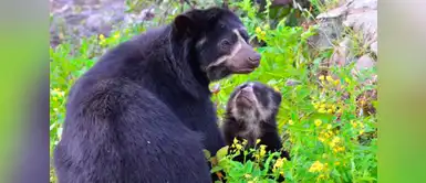 ¡A proteger al oso andino! Publican guía para asegurar su supervivencia ¡A proteger al oso andino! Publican guía para asegurar su supervivencia